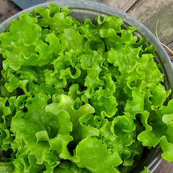Lettuce, Green Leaf - Hardie's Direct Austin, TX